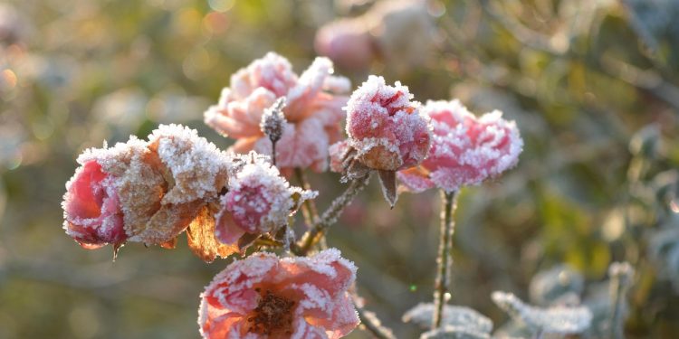 Kako skrbeti za svoj vrt pozimi
