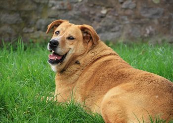 Spravimo svoje štirinožne prijatelje v formo