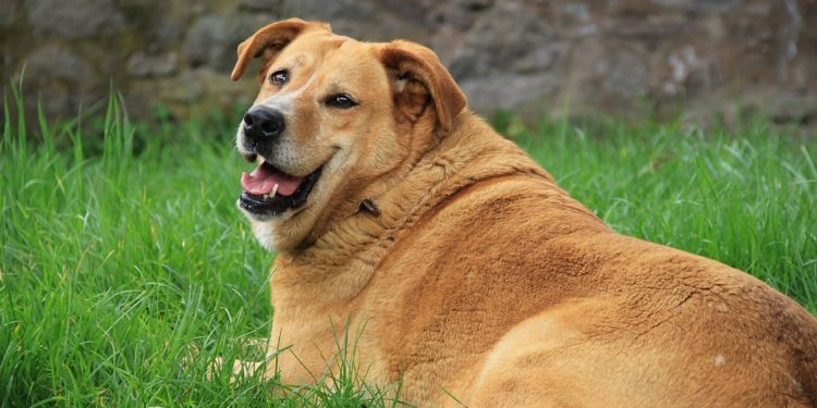 Spravimo svoje štirinožne prijatelje v formo