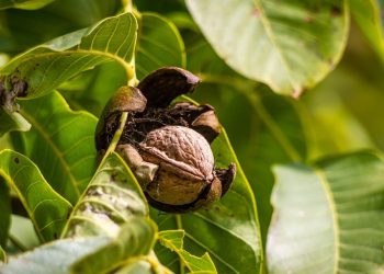 Orehi iz domačega vrta