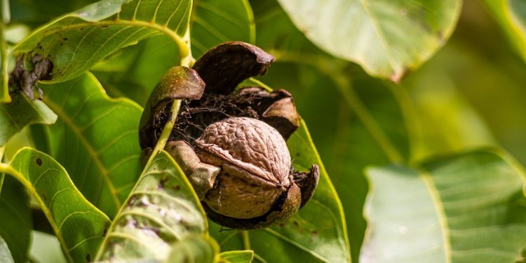 Orehi iz domačega vrta