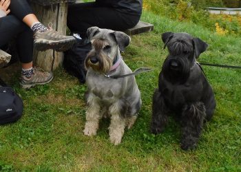 Pes – naš terapevt