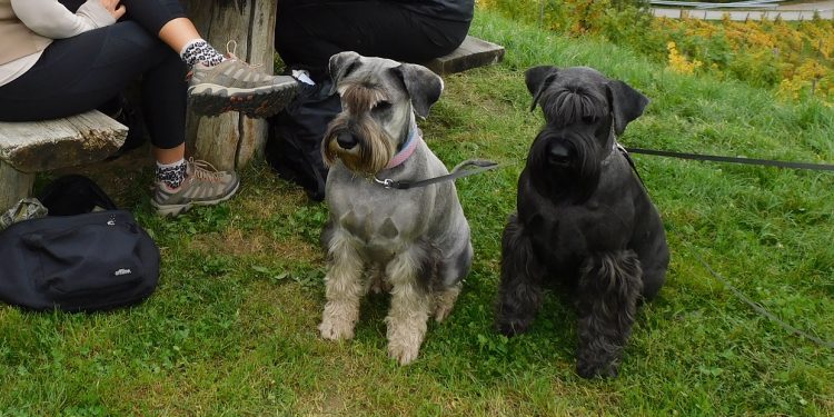 Pes – naš terapevt