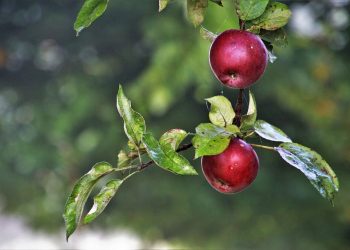 Dela v sadovnjaku še ni konec