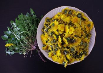 Regrat – zdrav od korenine do cveta