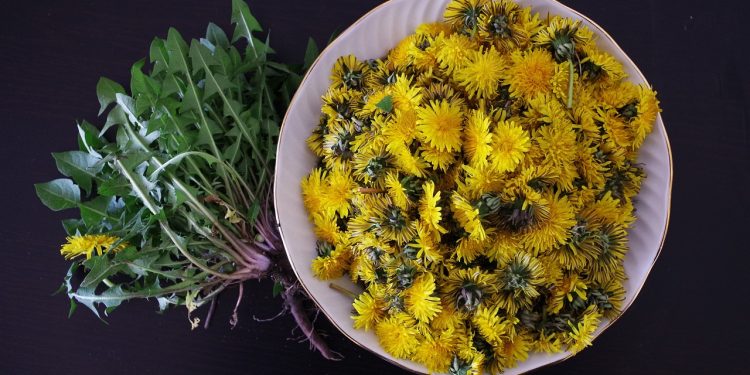 Regrat – zdrav od korenine do cveta