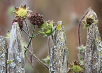 Pripravite dom in vrt na zimo